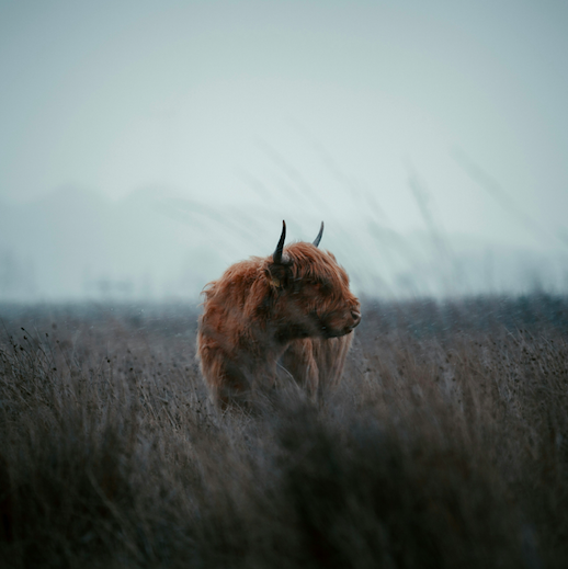 Highland Cow